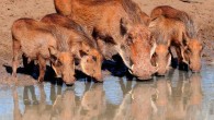 Warthogs (Phacochoerus africanus) in South Africa. Image credit: Vince Smith / CC BY 2.0.