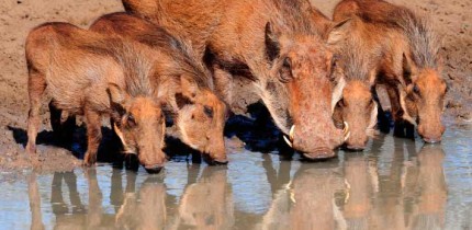 Warthogs (Phacochoerus africanus) in South Africa. Image credit: Vince Smith / CC BY 2.0.