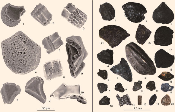 Left: phytoliths from Poaceae bulliform cells and bi-peaked tubercles from rice husks recovered from Huxi: 1, 2, 3 - rice; 4 - reed; 5 - bamboo; 6, 7, 8 - silvergrass; 9, 10 - bi-peaked tubercles of rice. Right: charred plant remains from Huxi: 1 - self-heal; 2 - cupgrass; 3, 17 - sedge family; 4-6 - carbonized rice; 7-13 - rice rachillae; 14-15 - rice husks fragments; 16 - knotweed/smartweed; 18 - bristlegrass; 19 – crabgrass; 20 - tall fringe-rush; 21, 22 – foxnut. Image credit: Y. Zheng et al.