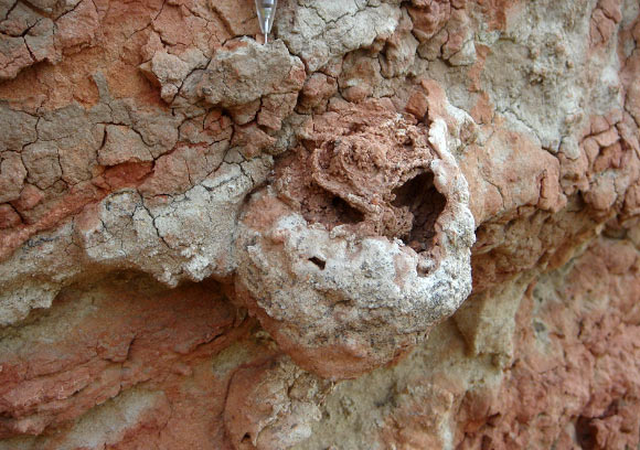 A 25 million-year-old fossilized termite nest with the remains of a ‘fungus garden’ preserved inside. Image credit: H. Hilbert-Worf / James Cook University.