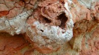 A 25 million-year-old fossilized termite nest with the remains of a ‘fungus garden’ preserved inside. Image credit: H. Hilbert-Worf / James Cook University.