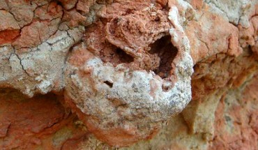 A 25 million-year-old fossilized termite nest with the remains of a ‘fungus garden’ preserved inside. Image credit: H. Hilbert-Worf / James Cook University.