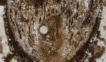 Radix carbonica. Scale bar - 500 μm. Image credit: Alexander J. Hetherington et al / Oxford University Herbaria.