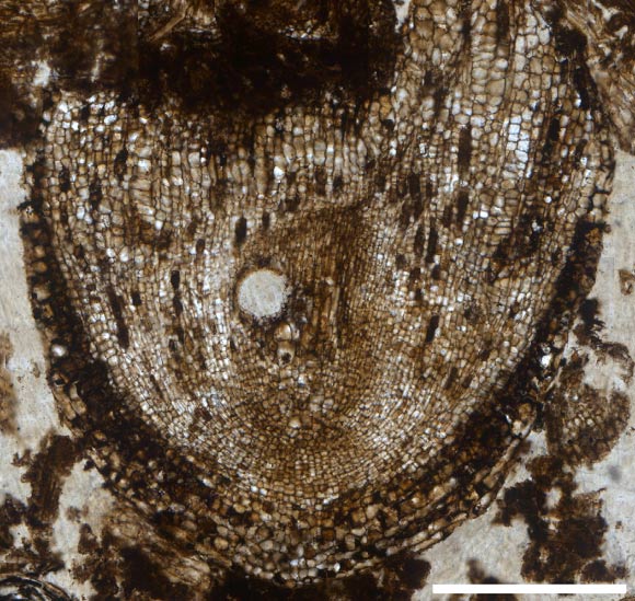 Radix carbonica. Scale bar - 500 μm. Image credit: Alexander J. Hetherington et al / Oxford University Herbaria.