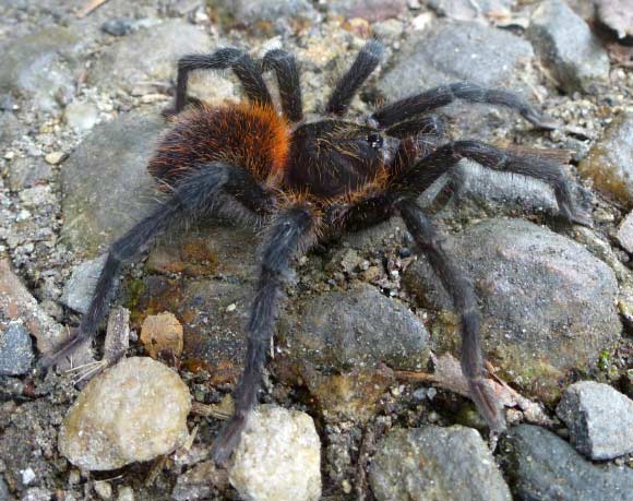Kankuamo marquezi, female. Image credit: Dirk Weinmann.