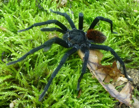 Kankuamo marquezi, male. Image credit: Dirk Weinmann.
