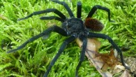 Kankuamo marquezi, male. Image credit: Dirk Weinmann.