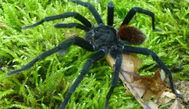 Kankuamo marquezi, male. Image credit: Dirk Weinmann.