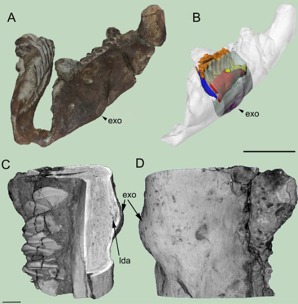 Structure of the pathological Telmatosaurus transsylvanicus dentary: (A) - surface scans of the left and right rami positioned in anatomical articulation; (B) - segmented internal structures of the left ramus exhibiting the pathology (red - primary neurovascular canal, yellow - secondary neurovascular pathways, orange - functional teeth, blue - replacement teeth, light blue - segmented dentary bone, purple - lytic density areas); (C) – 3D micro-CT image with rectangular cutout in the area of the exostosis; (D) 3D micro-CT image of the investigated portion of the dentary showing the external appearance of the exostosis. Scale bars: (A,B) - 50 mm; (C-D) - 5 mm. Image credit: Mihai D. Dumbrava et al.