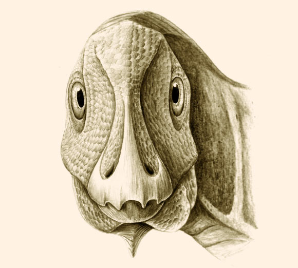 Artistic reconstruction of the pathological individual of the hadrosauroid dinosaur Telmatosaurus transsylvanicus from the uppermost Cretaceous of the Hateg Basin, Romania, in rostral view, showing the probable life appearance of the mandibular deformity caused by ameloblastoma. Image credit: Mihai D. Dumbrava.