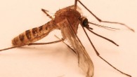 Culex pipiens f. molestus, the mosquito species unique to the London Underground. Image credit: Walkabout12 / CC BY-SA.