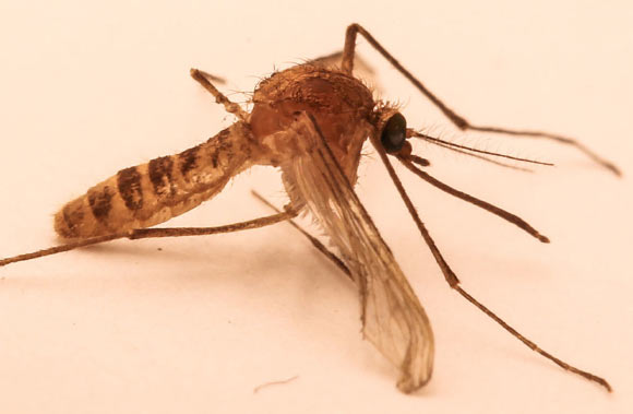 Culex pipiens f. molestus, the mosquito species unique to the London Underground. Image credit: Walkabout12 / CC BY-SA.