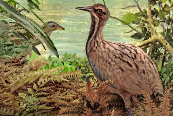 Calciavis grandei stands by the shores of the Eocene fossil lake in Wyoming, roughly 50 million years ago, with a small rallid bird in the background. Image credit: Velizar Simeonovski.