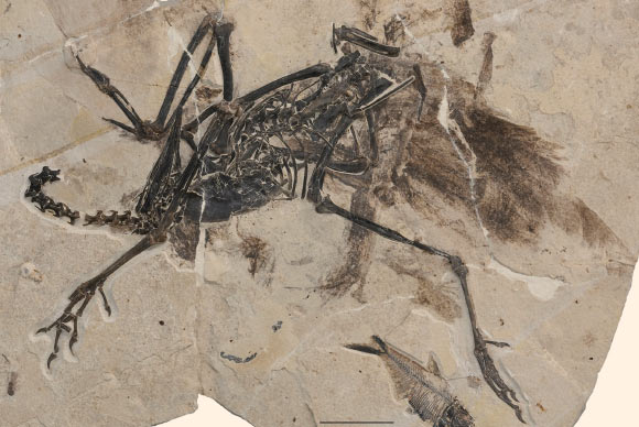 A nearly complete skeleton of Calciavis grandei. Image credit: Rick Edwards / American Museum of Natural History.