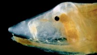 Deep-sea one-jawed eel (Monognathus) is shown with a venomous fang on the roof of the mouth. Image credit: W. Leo Smith.