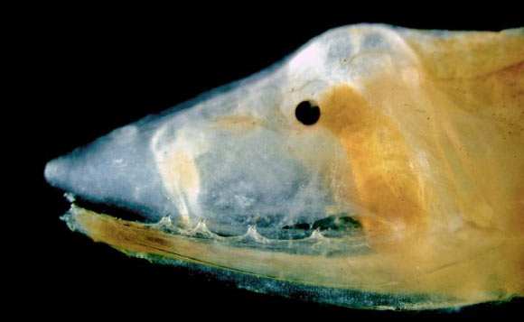 Deep-sea one-jawed eel (Monognathus) is shown with a venomous fang on the roof of the mouth. Image credit: W. Leo Smith.