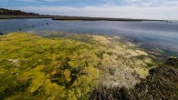 Harmful algal bloom caused by nutrient pollution, Assateague island National Seashore, MD. Image credit: Eric Vance / U.S. EPA.