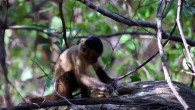 Archaeological evidence suggests that Brazilian bearded capuchin monkeys have been using stone tools to crack open cashew nuts for at least 600 years. Image credit: University of Oxford.