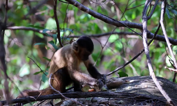 Archaeological evidence suggests that Brazilian bearded capuchin monkeys have been using stone tools to crack open cashew nuts for at least 600 years. Image credit: University of Oxford.