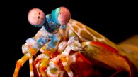 Mantis shrimp -- predatory, ocean-dwelling crustaceans of the order Stomatopoda -- use eye rotations to improve their vision. Image credit: Michael Bok / University of Lund.