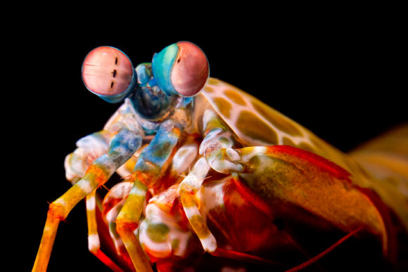 Mantis shrimp -- predatory, ocean-dwelling crustaceans of the order Stomatopoda -- use eye rotations to improve their vision. Image credit: Michael Bok / University of Lund.