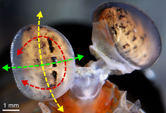 Rotational degrees of freedom of mantis shrimp eyes relative to the external environment. Yellow arrows - pitch (up–down); green arrows - yaw (side-to-side); red arrows - torsional (roll) rotations. Image credit: Ilse M. Daly et al.