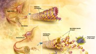 In AD, changes in tau protein lead to the disintegration of microtubules in brain cells. Image credit: Alzheimer’s Disease Education and Referral Center / National Institute on Aging.