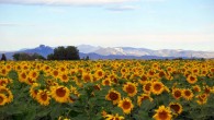 Sunflowers. Image credit: Betty Jo Tindle / CC BY-SA 3.0.