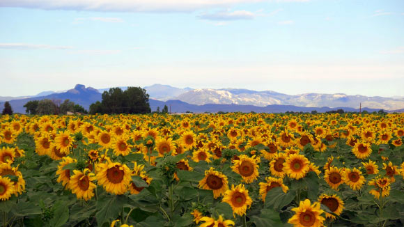 Sunflowers. Image credit: Betty Jo Tindle / CC BY-SA 3.0.
