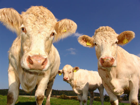 Cows. Image credit: Peggy Marco.