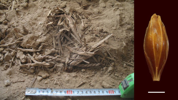 Left: 6,000-year-old plant remains in Yoram Cave; note the excellent dry preservation of reeds, seeds and pellets. Right: well-preserved desiccated barley grain found at Yoram Cave. Scale bar - 2 mm. Image credit: Martin Mascher et al.