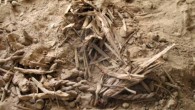 6,000-year-old plant remains in Yoram Cave; note the excellent dry preservation of reeds, seeds and pellets. Image credit: Martin Mascher et al.