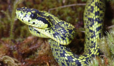 Talamancan palm-pitvipers (Bothriechis nubestris) are found in trees where their green and black pattern provides excellent camouflage. Image credit: University of Central Florida.