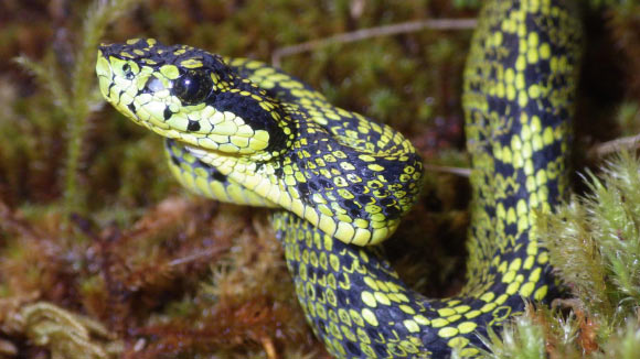 Talamancan palm-pitvipers (Bothriechis nubestris) are found in trees where their green and black pattern provides excellent camouflage. Image credit: University of Central Florida.