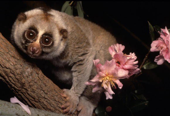 A slow loris (Nycticebus coucang). Image credit: David Haring.