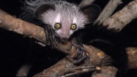 An aye-aye (Daubentonia madagascariensis). Image credit: David Haring.