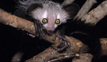 An aye-aye (Daubentonia madagascariensis). Image credit: David Haring.