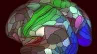 Matthew Glasser et al. discovered that our brain’s cortex is composed of 180 distinct areas per hemisphere. For example, the image above shows areas connected to the three main senses -- hearing (red), touch (green), vision (blue) and opposing cognitive systems (light and dark). Image credit: Matthew Glasser / David Van Essen.