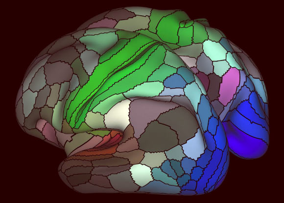 Matthew Glasser et al. discovered that our brain’s cortex is composed of 180 distinct areas per hemisphere. For example, the image above shows areas connected to the three main senses -- hearing (red), touch (green), vision (blue) and opposing cognitive systems (light and dark). Image credit: Matthew Glasser / David Van Essen.