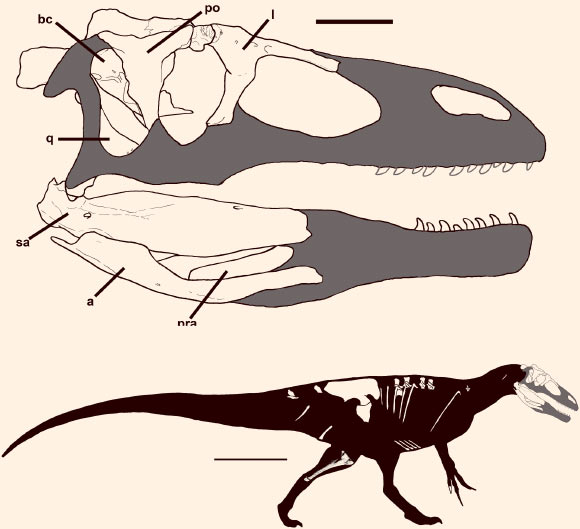 Top: skull reconstruction of Murusraptor barrosaensis. Scale bar - 10 cm. Bottom: body reconstruction of Murusraptor barrosaensis. Scale bar - 1 m. Both illustrations show recovered elements in white. Image credit: R.A. Coria & P.J. Currie.