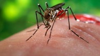 Aedes aegypti biting human. Image credit: James Gathany / CDC.