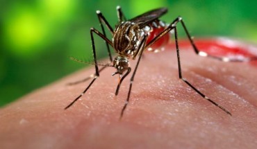 Aedes aegypti biting human. Image credit: James Gathany / CDC.