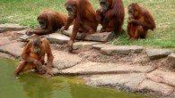 Orangutans (Pongo pygmaeus).