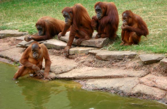 Orangutans (Pongo pygmaeus).