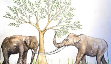 Illustration of elephant feeding ecology in the Late Pleistocene of southern China. Elephas (left) incoporates more graze in its diet; whereas Stegodon (right) is an obligate browser of fresh shoots and leaves. Image credit: Nicola Heath.