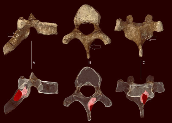 This image shows the sixth thoracic vertebra of juvenile Australopithecus sediba. Top row shows surface rendered image volume. Bottom row shows partially transparent image volume with the segmented boundaries of the lesion rendered solid pink. Image credit: Paul Tafforeau, ESRF.