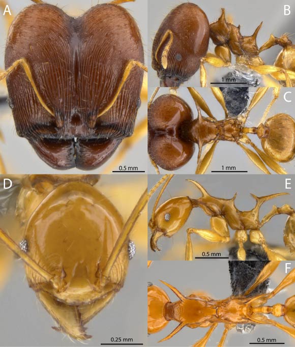 Pheidole viserion: major (A-C) and minor (D-F) workers. Image credit: Masako Ogasawara. 