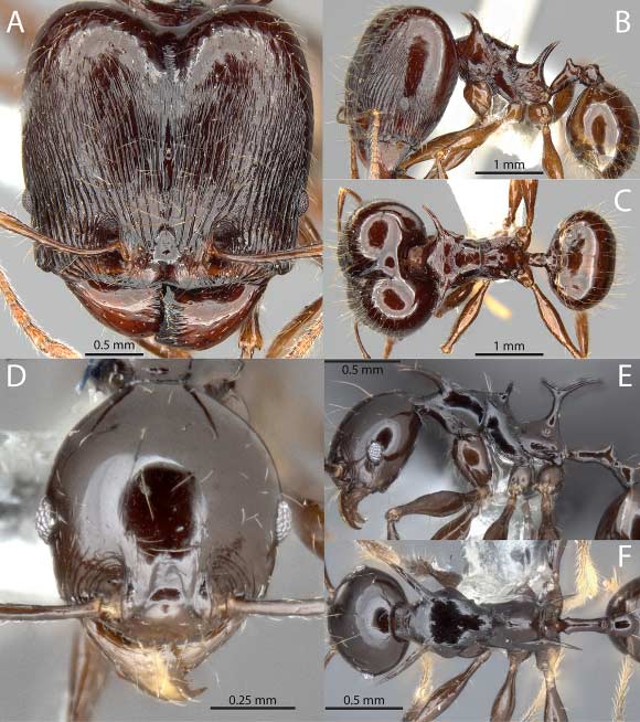 Pheidole drogon: major (A-C) and minor (D-F) workers. Image credit: Masako Ogasawara.