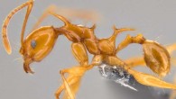 Pheidole viserion. Image credit: Masako Ogasawara.