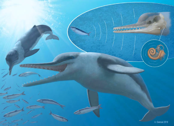 Echovenator sandersi produces sound that bounces off prey, creating echoes; the whale’s inner ear receives the sound waves. Image credit: A. Gennari.